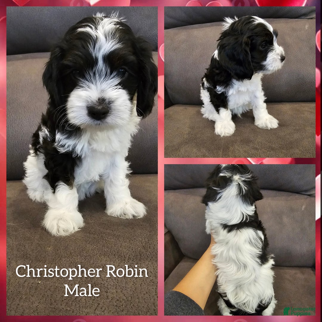 Cockapoo dogs for sale: Christopher Robin - Ad 1