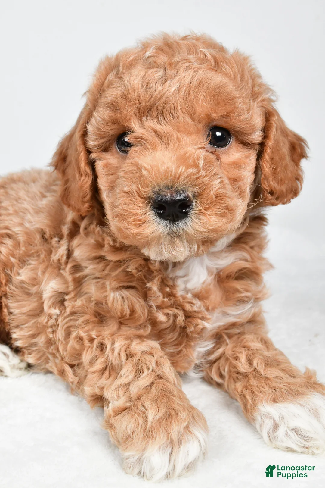 Maltipoo dogs for sale: Piper - Ad 2
