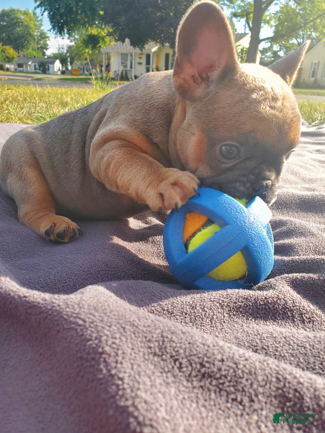 French Bulldog dogs for sale: Emma - Ad 1