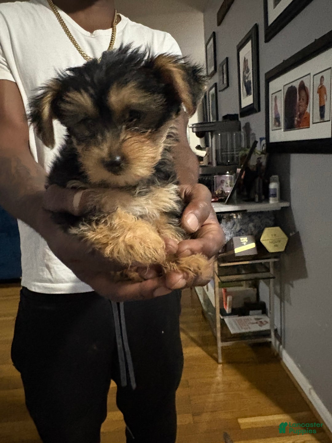 Yorkshire Terrier dogs for sale: Sam - Ad 2