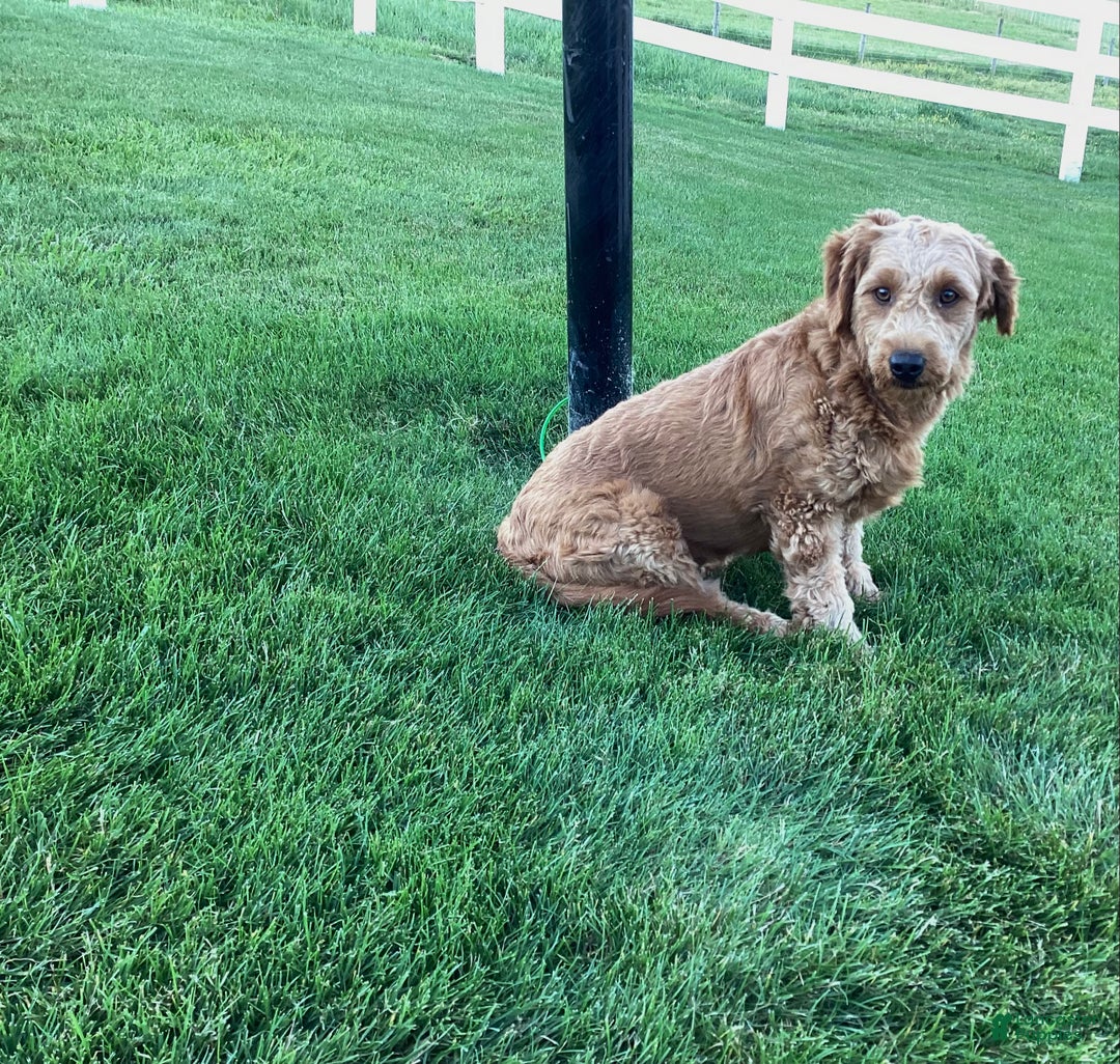 Mini Goldendoodle dogs for sale: Eden - Ad 9