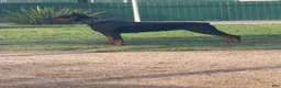 Doberman Pinscher dogs for sale: Electra-Pink Collar - Ad 3