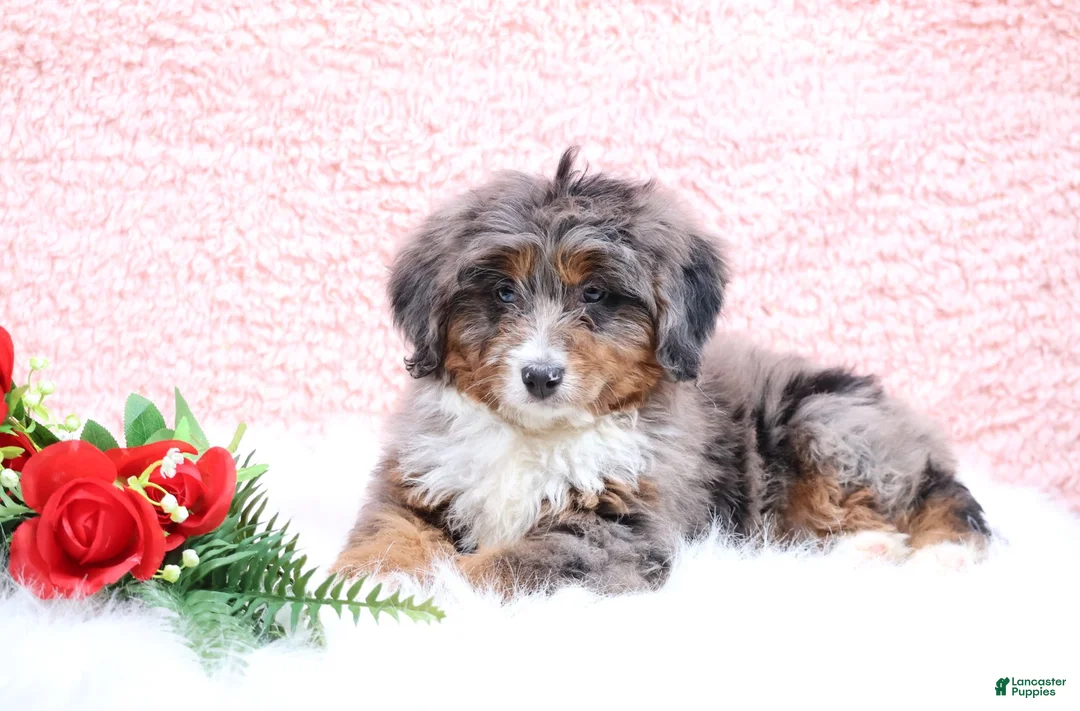 Mini Bernedoodle dogs for sale: Ellie - Ad 4
