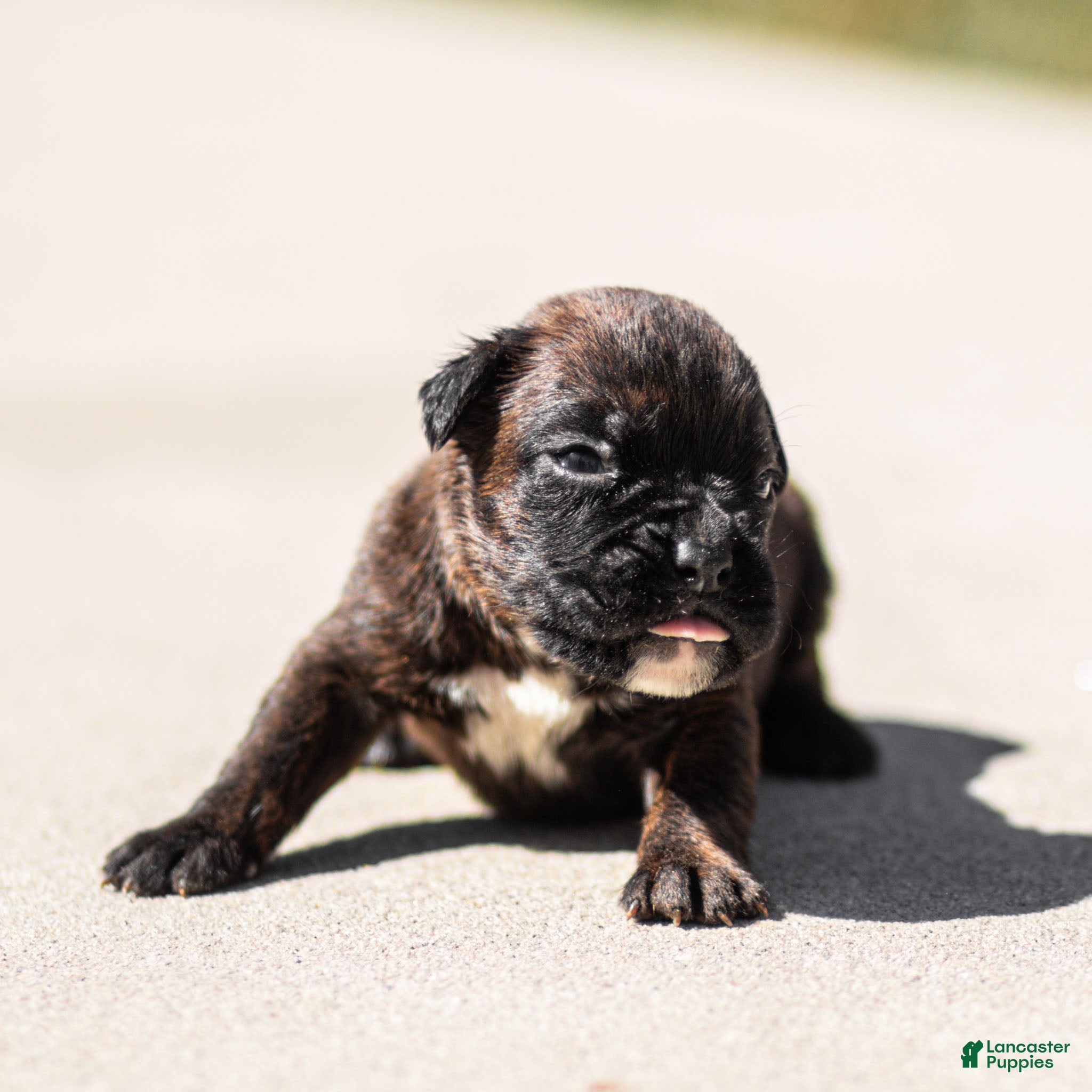 Boxer dogs Lenny Boxer Puppy  - Ad 2