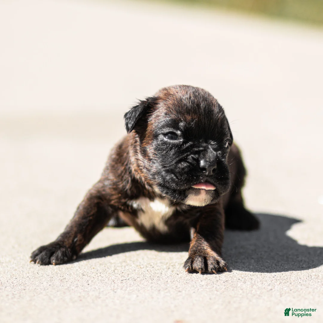 Boxer dogs for sale: Lenny Boxer Puppy  - Ad 2