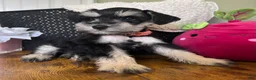 Miniature Schnauzer dogs for sale: Daisy - Ad 5