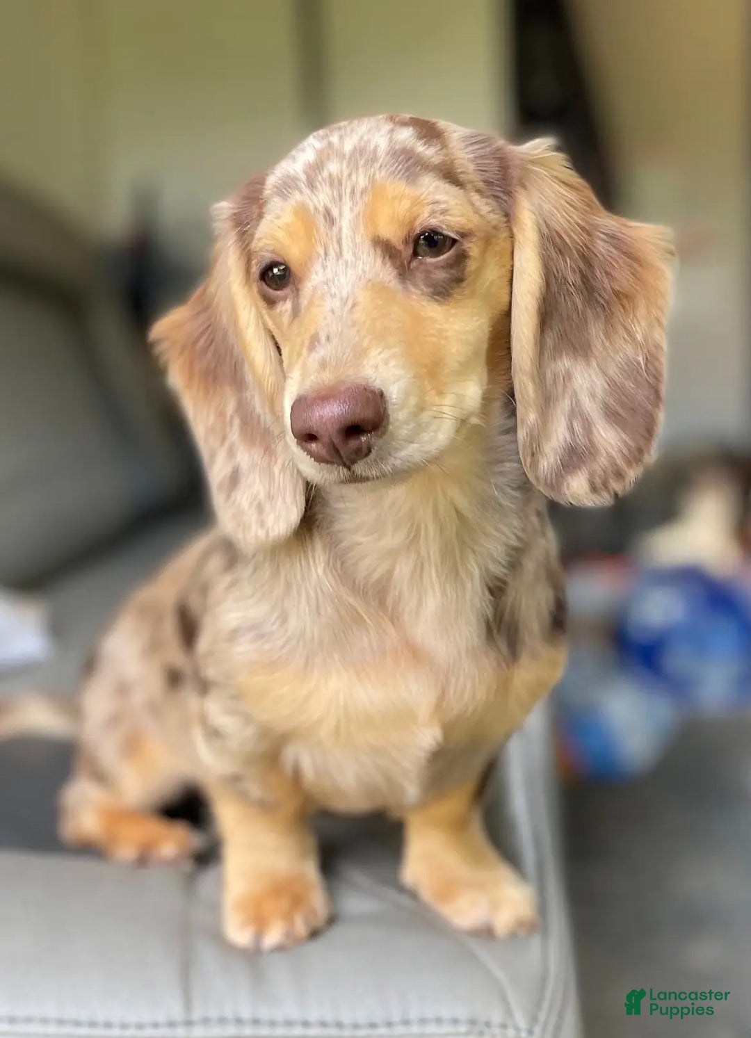 Dachshund dogs for sale: Stella - Ad 3