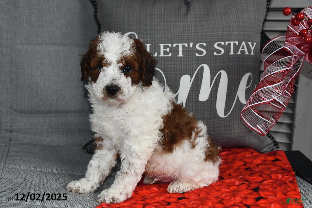 Toy Poodle dogs for sale: Wreath - Ad 3