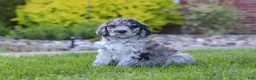 Newfypoo dogs for sale: Ranger - Ad 3
