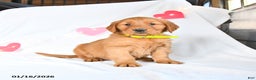 Golden Retriever dogs for sale: Max - Ad 1