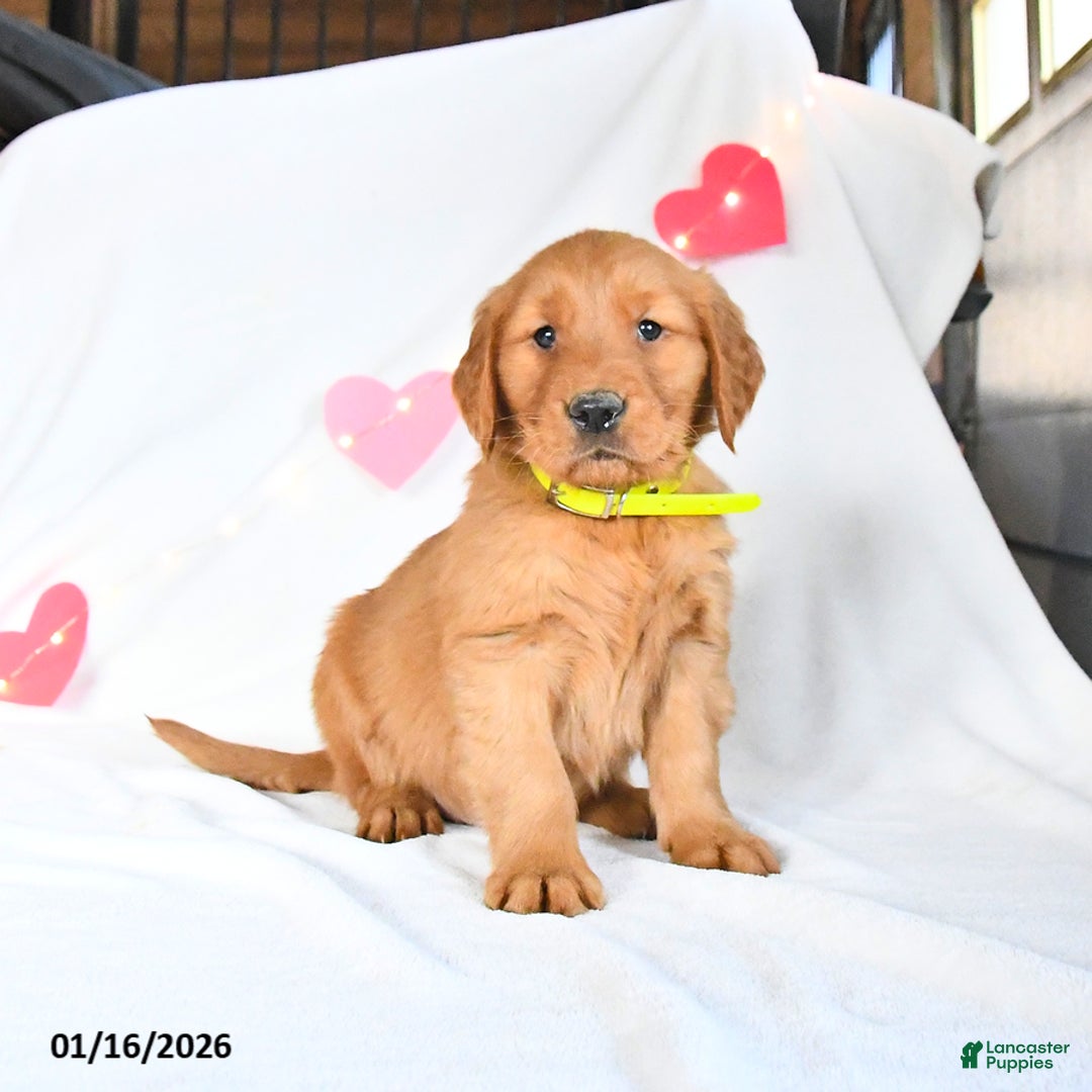 Golden Retriever dogs for sale: Max - Ad 1