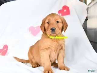 Golden Retriever dogs Max - Ad 34