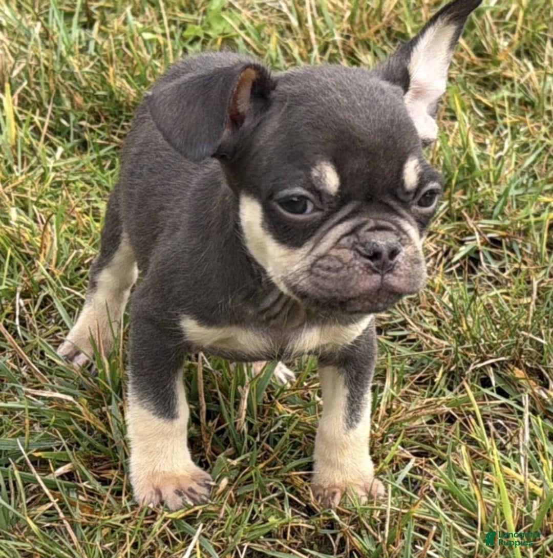 French Bulldog Puppies for sale in Michigan Lancaster Puppies