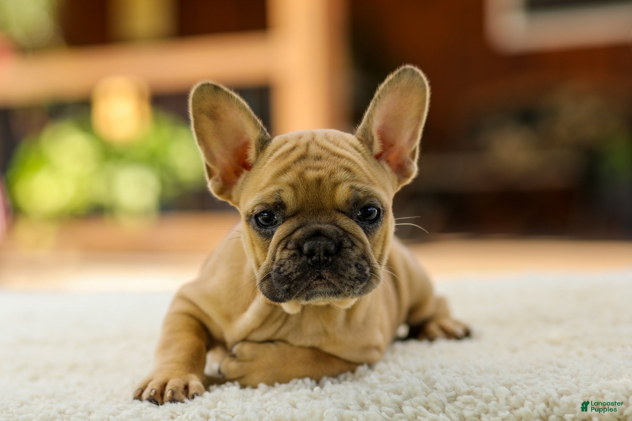 French Bulldog dogs Ocean – Fawn - Ad 1