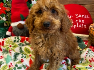 Mini Goldendoodle dogs Crissy - Ad 4