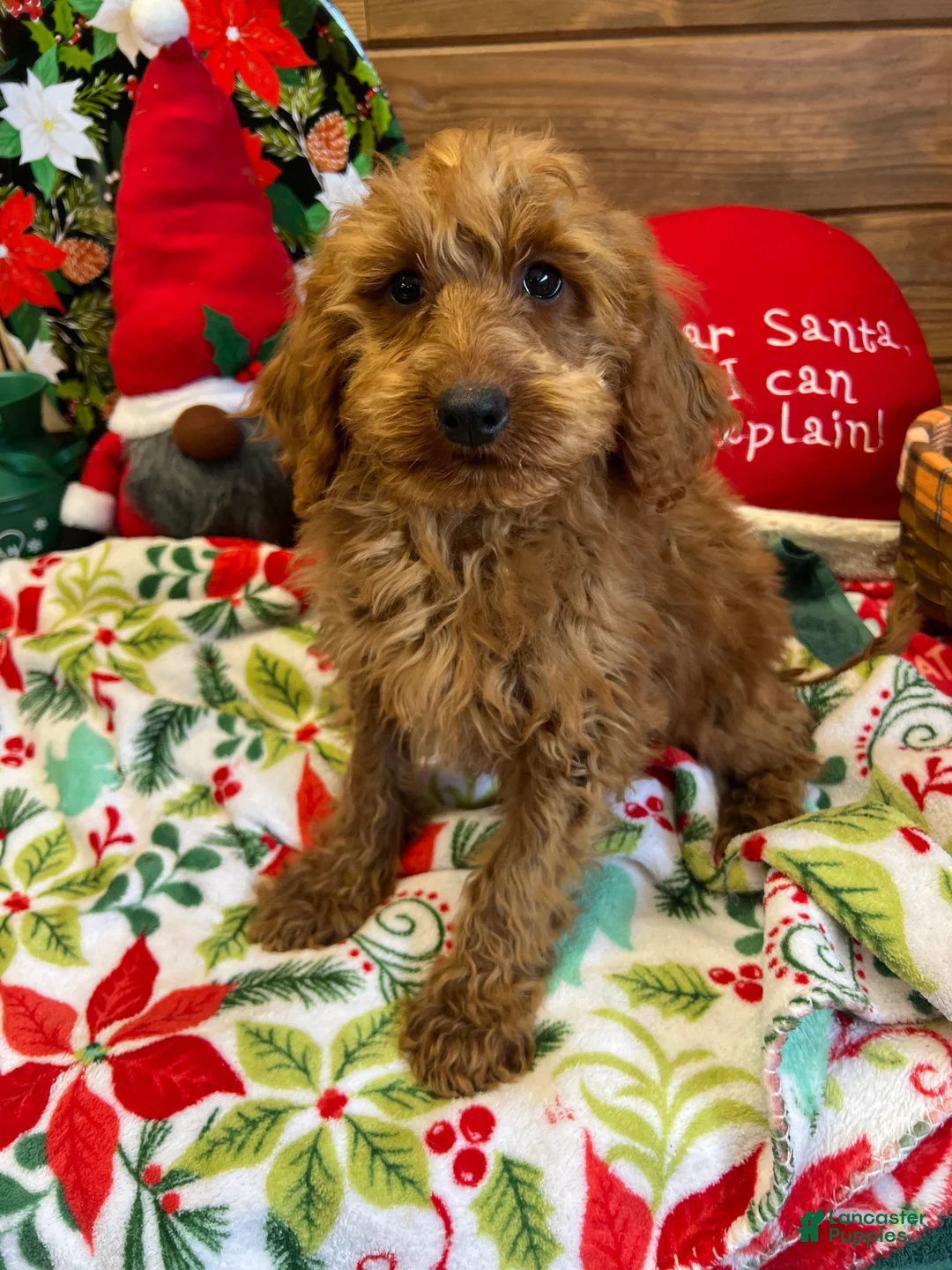 Mini Goldendoodle dogs for sale: Crissy - Ad 1
