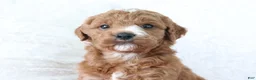 Mini Goldendoodle dogs for sale: Jack - Ad 2