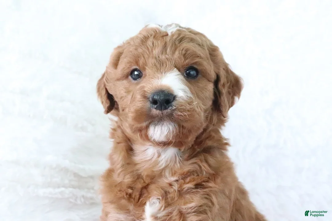 Mini Goldendoodle dogs for sale: Jack - Ad 2