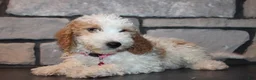 Mini Goldendoodle dogs for sale: Lucy - Ad 2