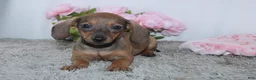Miniature Dachshund dogs for sale: Kristie - Ad 2