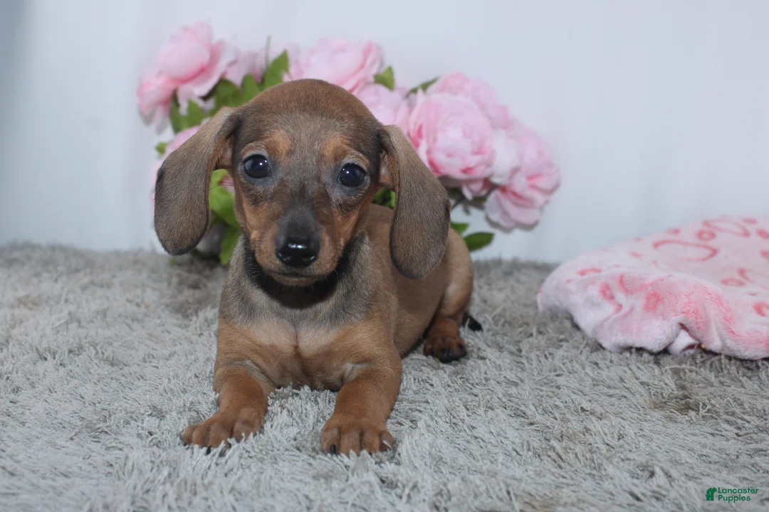 Miniature Dachshund dogs for sale: Kristie - Ad 2