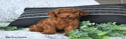Toy Poodle dogs for sale: Jordan - Ad 4