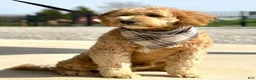 Goldendoodle dogs for sale: Goldendoodle 1 - Ad 1