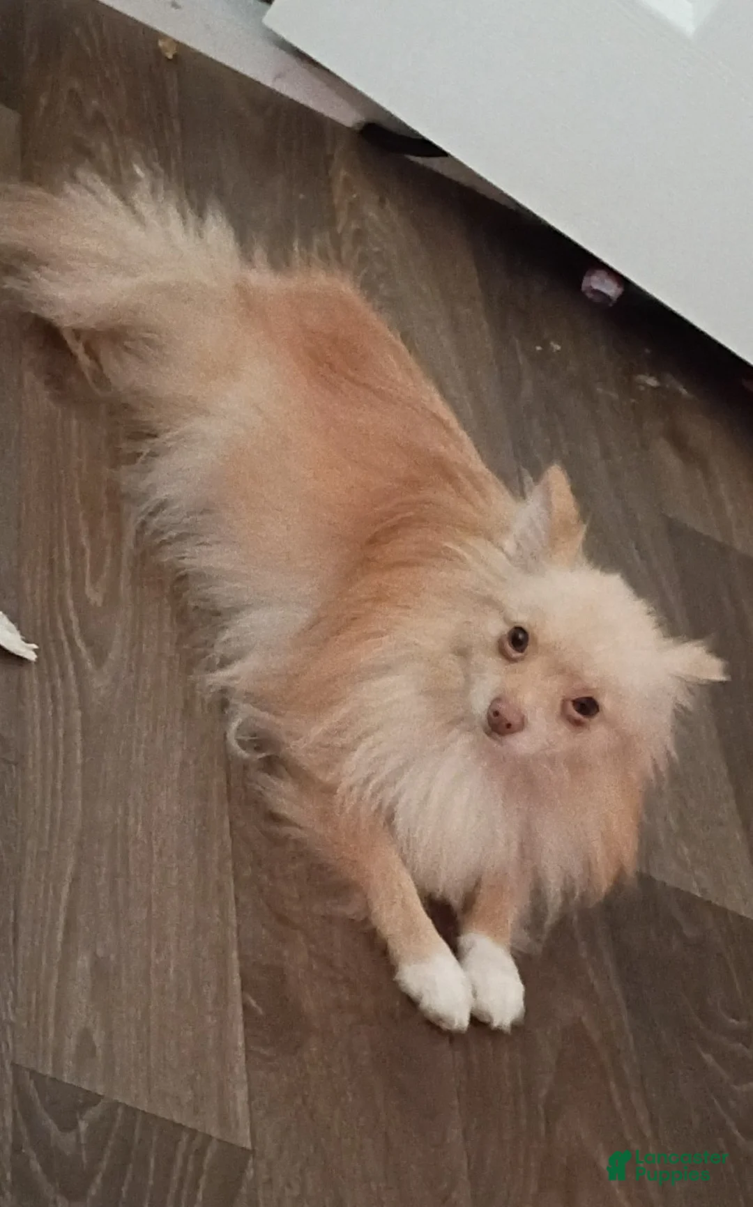 Pomeranian dogs for sale: Pomeranian 1 - Ad 3