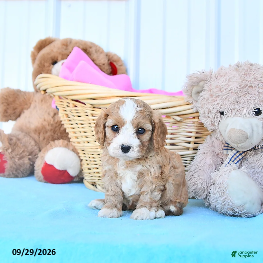 Cavapoo dogs for sale: Bonnie - Ad 1