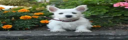 West Highland Terrier dogs for sale: Dolly - Ad 4