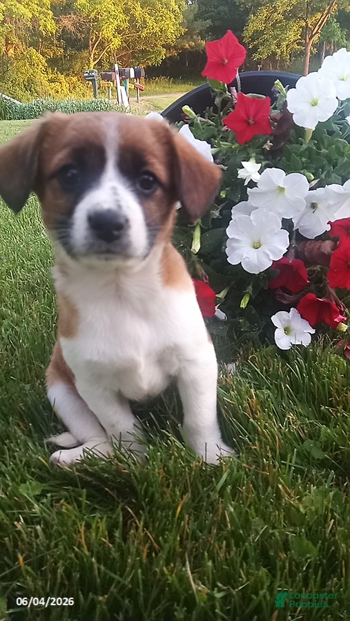 Mixed Breed dogs Sheila - Ad 1