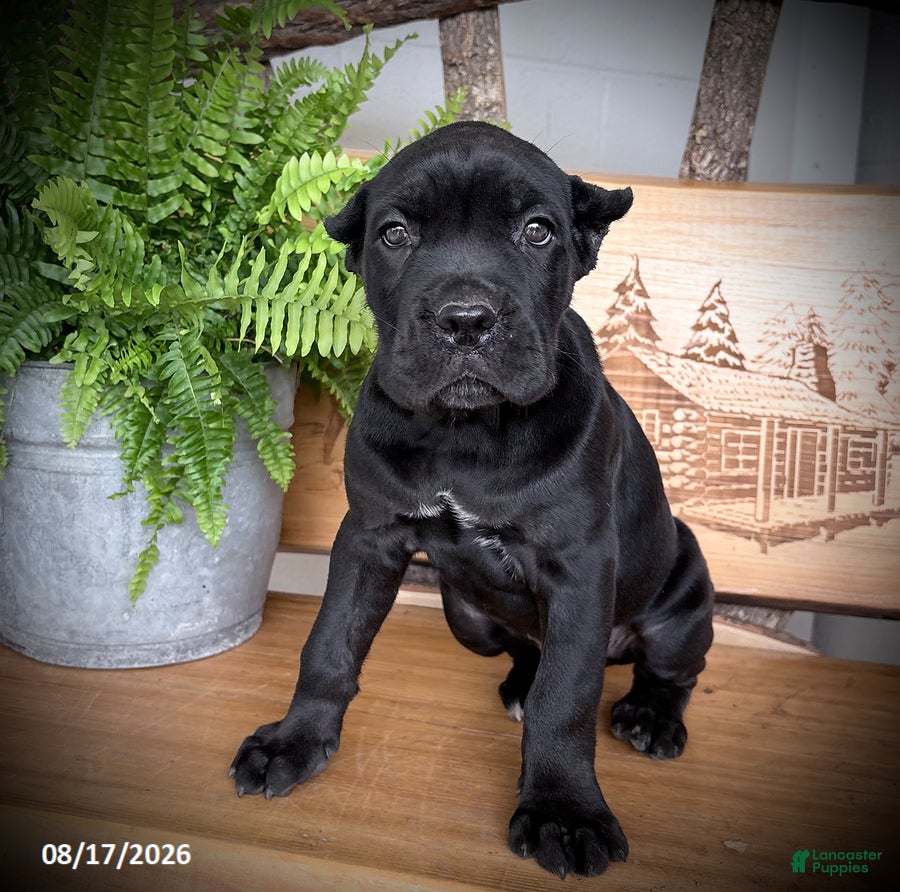 Cane Corso dogs Samson - Ad 2