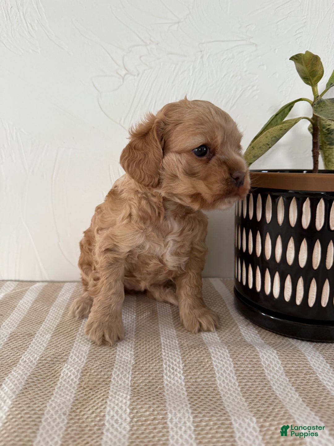 Cocker Spaniel dogs for sale: Daisy - Ad 15