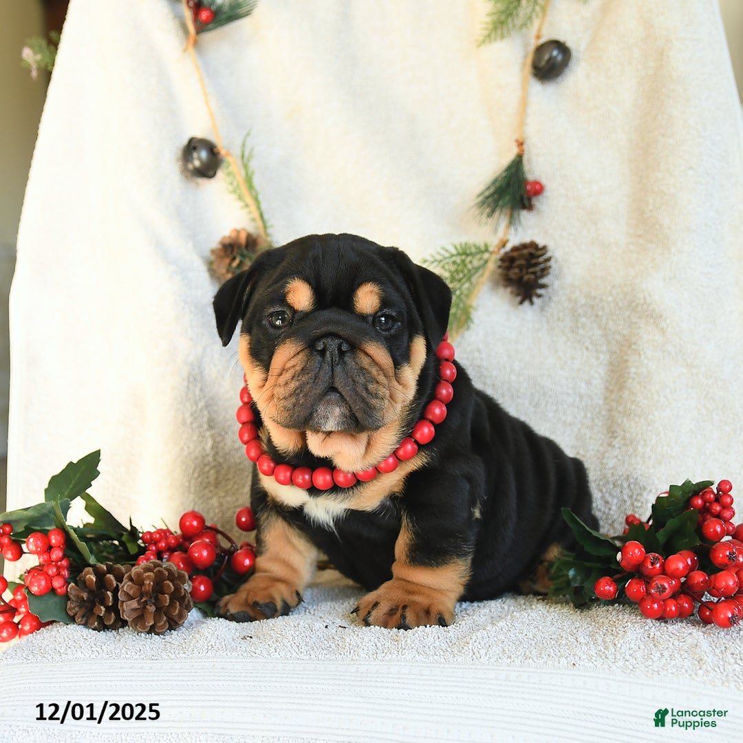 English Bulldog dogs for sale: Tuxedo - Ad 3