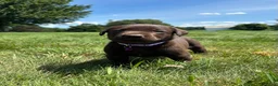 Labrador Retriever dogs for sale: Hazel - Ad 9