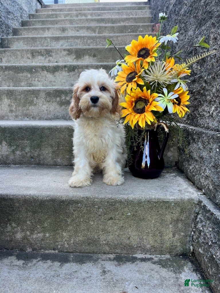 Cavapoo dogs Louie - Ad 1