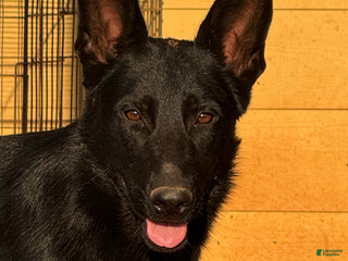 German Shepherd dogs - Ad 10