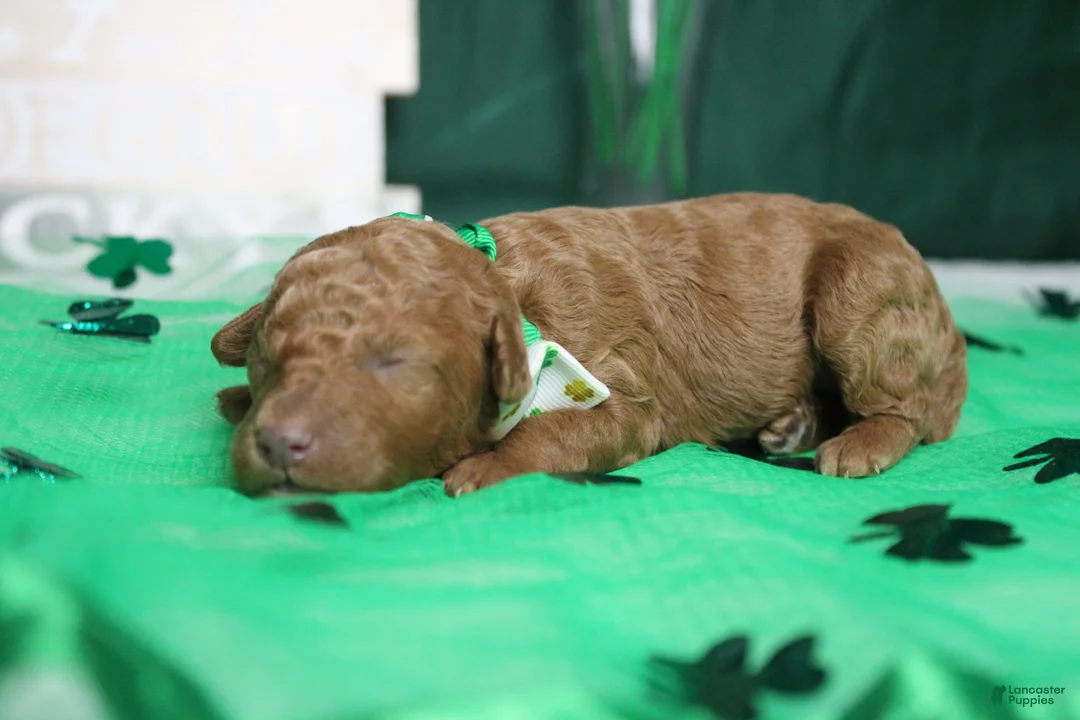 Miniature Poodle dogs for sale: Stephen  - Ad 4