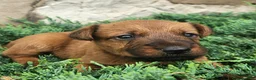 Irish Terrier dogs for sale: Ringo - Ad 1
