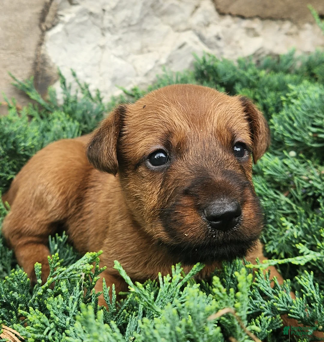 Irish Terrier dogs for sale: Ringo - Ad 1