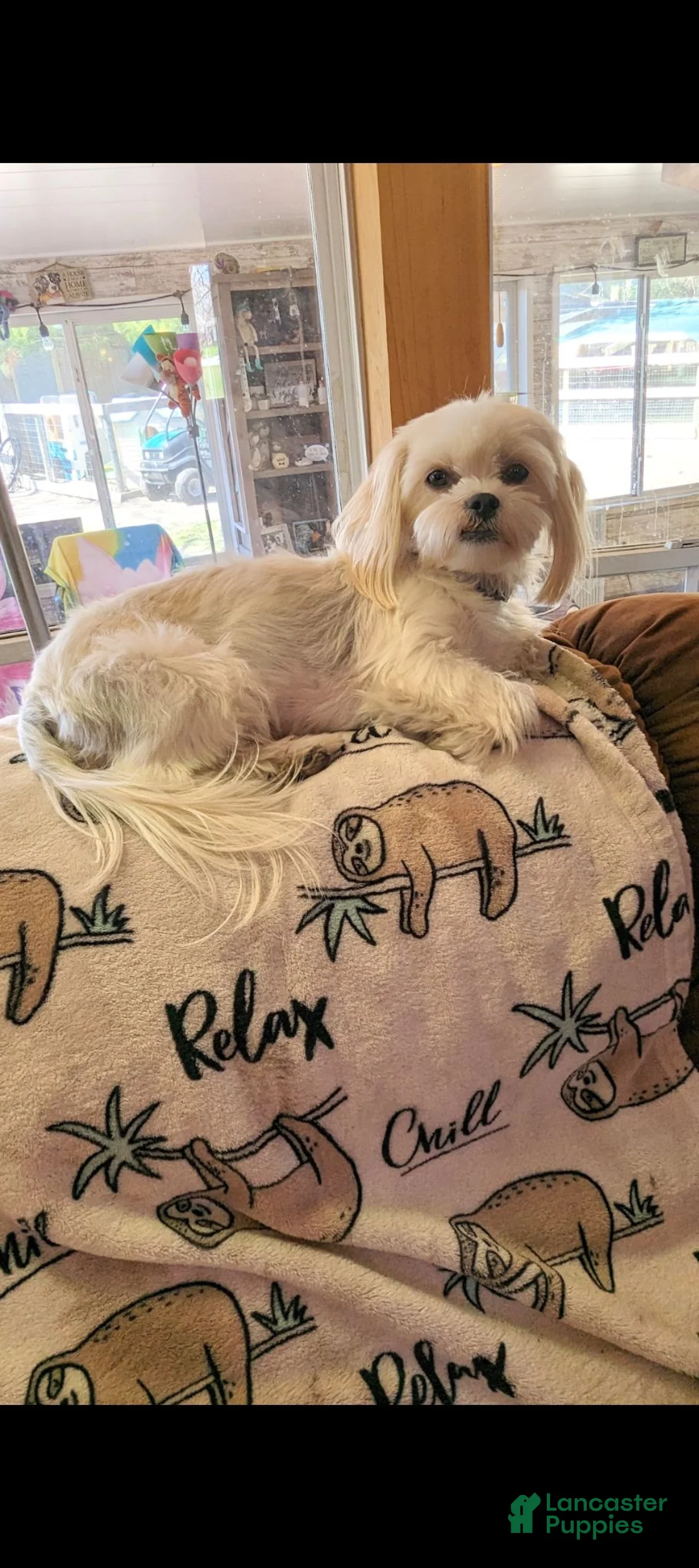 Mixed Breed dogs for sale: Mixed Breed 1 - Ad 7