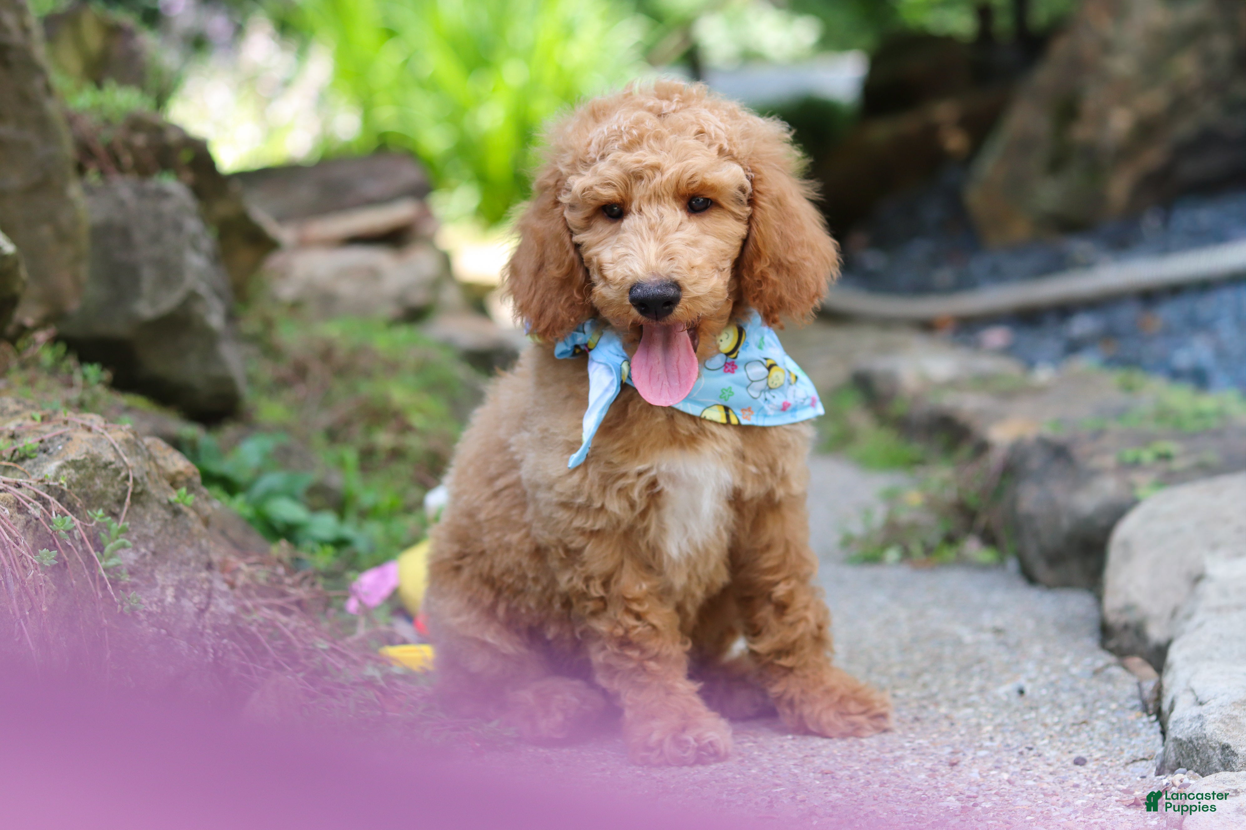 Standard Poodle dogs Leo - Ad 2