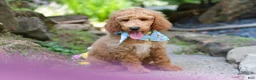 Standard Poodle dogs for sale: Leo - Ad 2