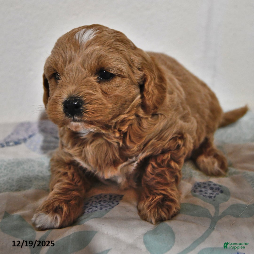 Cavapoo dogs for sale: Callie - Ad 3