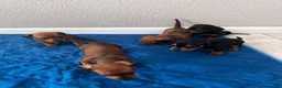 Dachshund dogs for sale: Dachshund 2 - Ad 4