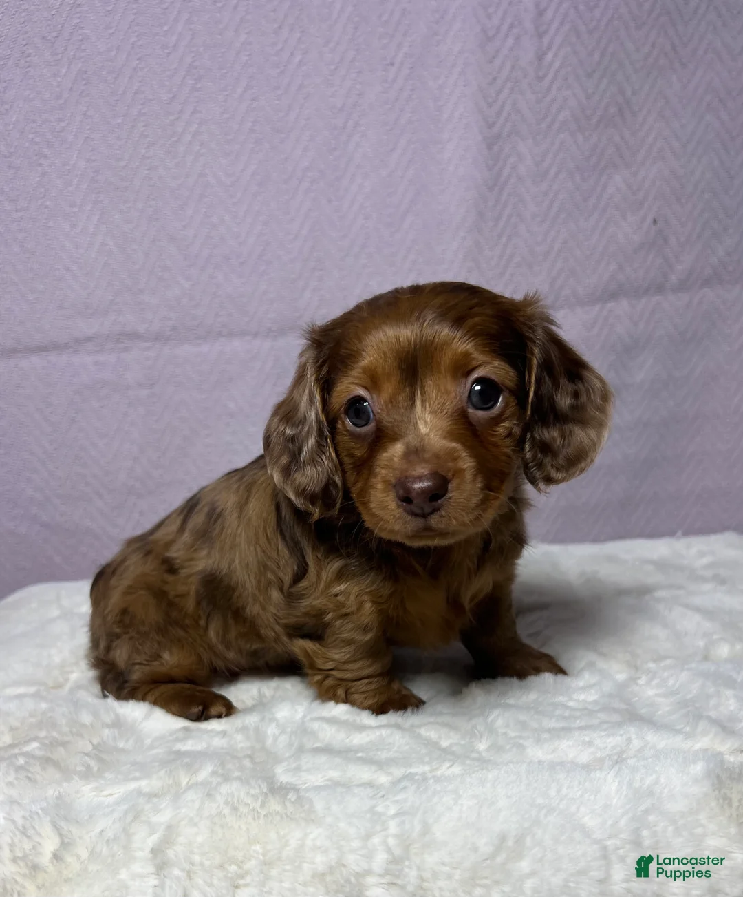 Miniature Dachshund dogs for sale: Miniature Dachshund Puppy 3 - Ad 4