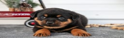 Rottweiler dogs for sale: Hank - Ad 2