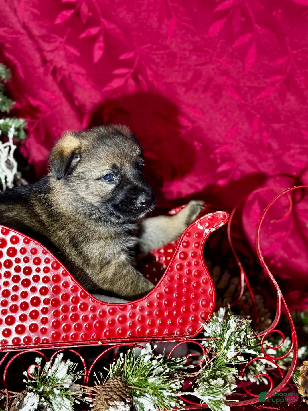 German Shepherd dogs for sale: Augusta - Ad 16