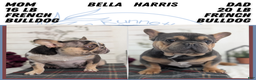 French Bulldog dogs for sale: Shiloh - Ad 16