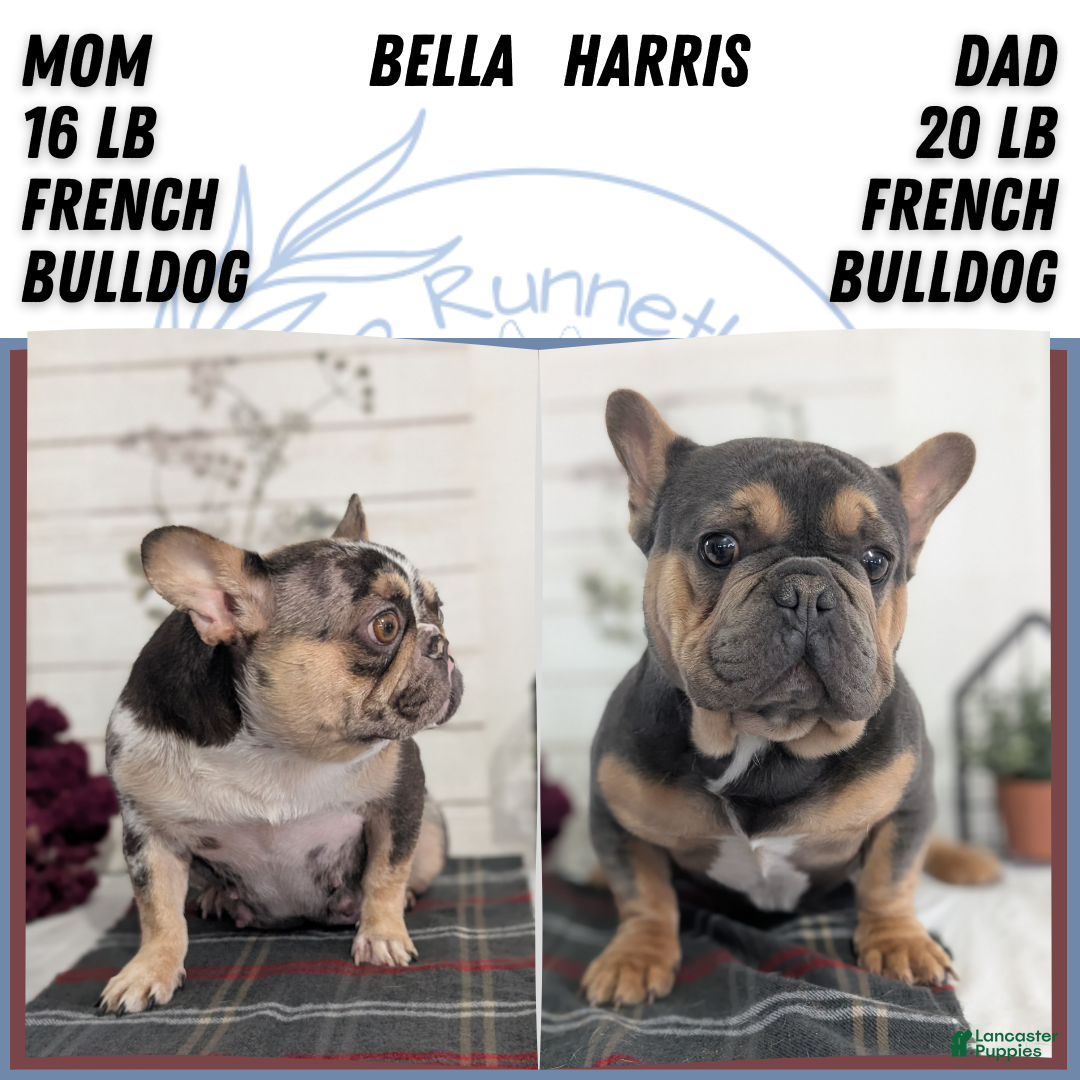French Bulldog dogs for sale: Shiloh - Ad 16